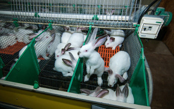 Племенное хозяйство